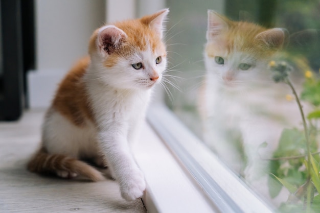 O gato vermelho pequeno bonito senta-se no assoalho de madeira perto da janela. jovem gatinho vermelho olhando seu reflexo na janela. gatinho ruivo. bichinhos fofos em casa. animais domésticos e gatinhos jovens. foco seletivo.