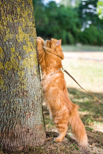 O gato vermelho persa afia suas garras contra a árvore