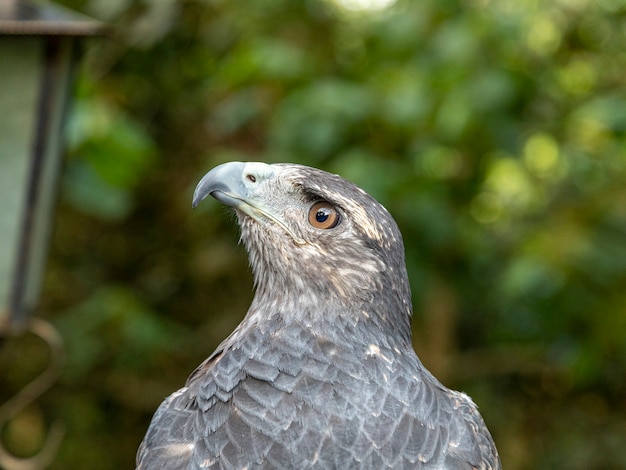 O gavião-do-peito-preto (Geranoaetus melanoleucus) é uma ave de rapina da família do falcão e da águia (Accipitridae). Vive em regiões abertas da América do Sul.