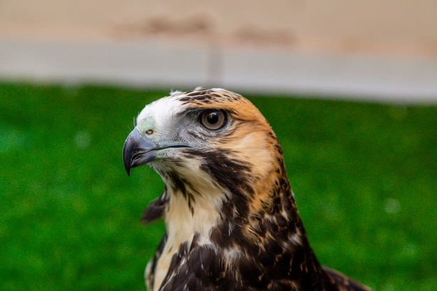 O gavião (geranoaetus albicaudatus) é uma grande ave de rapina encontrada em ambientes tropicais ou subtropicais nas américas.