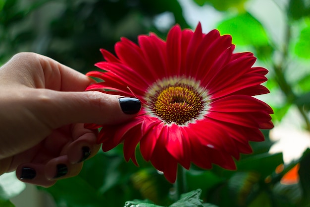 O gerbera é vermelho.