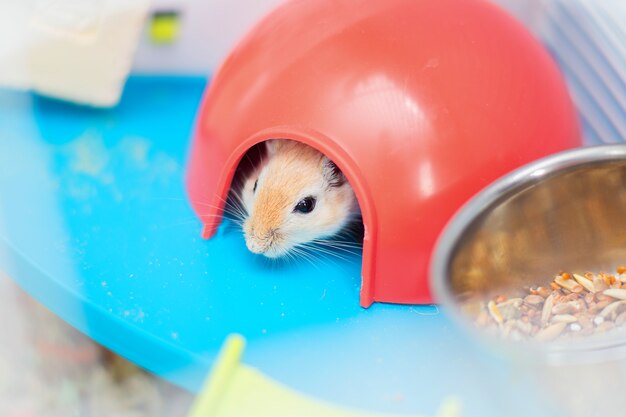 O gerbil vermelho do rato doméstico senta-se na gaiola em um alojamento plástico vermelho