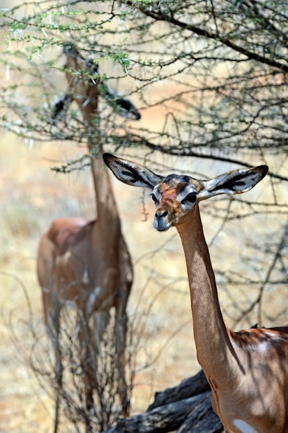 O gerenuk (litocranius walleri); também conhecido como o waller's