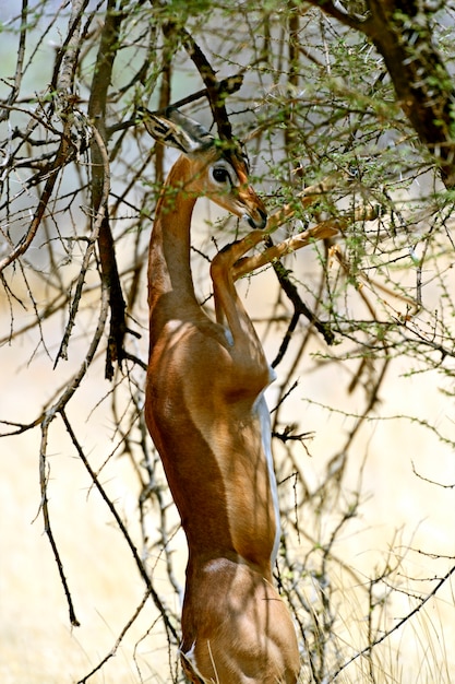 O Gerenuk (Litocranius walleri); também conhecido como o Waller's