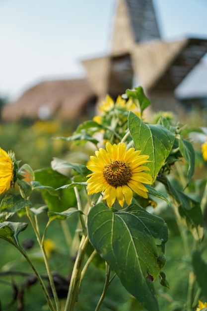 O girassol Helianthus annuus é uma planta anual viva na família Asteraceae