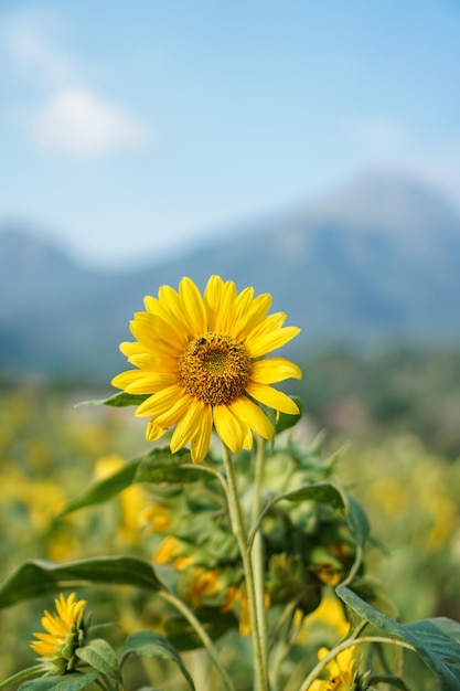 O girassol helianthus annuus é uma planta anual viva na família asteraceae