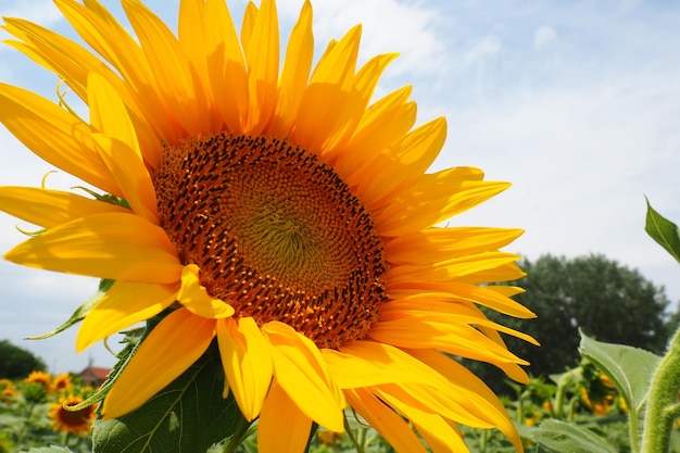 O girassol Helianthus é um gênero de plantas da família Asteraceae Girassol anual e girassol tuberoso Campo agrícola Broto florescente com pétalas amarelas Folhas peludas Sérvia agricultura