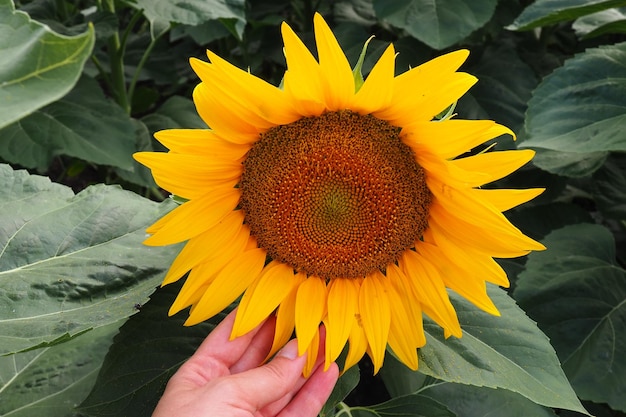 O girassol Helianthus é um gênero de plantas da família Compositae Girassol anual e girassol tuberoso Campo agrícola Florescendo botão amarelo Mão feminina tocando a flor de girassol