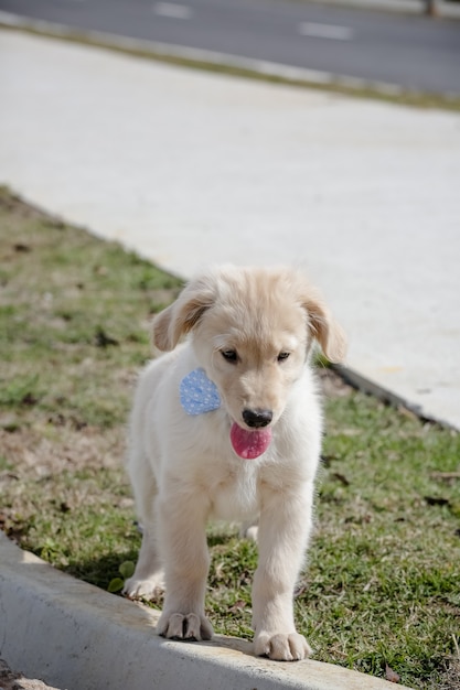 O golden retriever é uma raça canina do tipo retriever originária da grã-bretanha