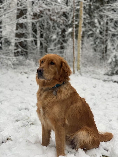 O golden retriever senta-se em uma floresta com neve e olha ao redor. Cachorro na neve em um dia ensolarado de inverno