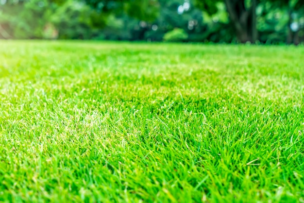 O gramado de verão do parque