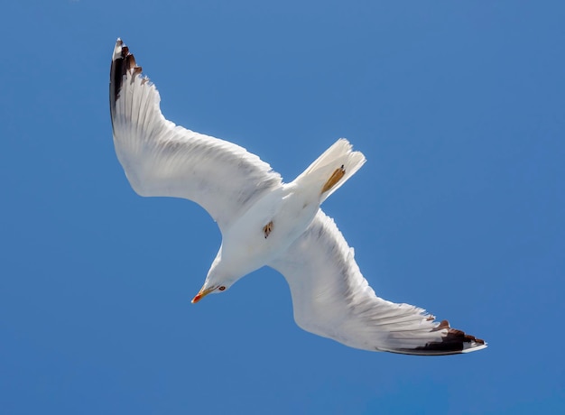 O grande albatroz branco Diomedea sobe no céu azul fechado em um dia ensolarado de verão