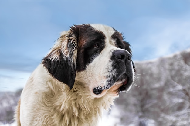 O grande cão de São Bernardo é um amigo leal e uma grande ajuda na neve. Um cão muito doce que se movia silenciosamente entre os esquiadores. Ele era a estrela daquele lugar quieto nas montanhas