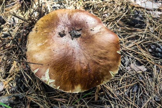 Foto o grande cogumelo boletus edulis cresce em uma floresta de coníferas