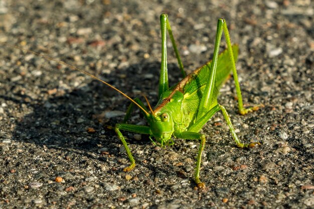 O grande gafanhoto verde senta-se em uma estrada asfaltada