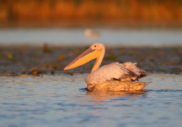 O grande pelicano branco (pelecanus onocrotalus)