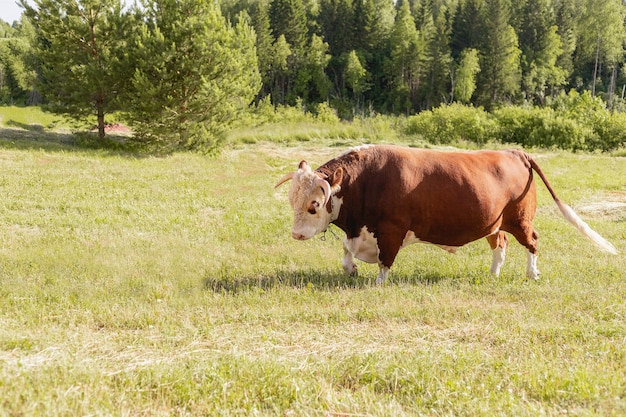 Foto o grande touro ergueu-se majestosamente em um prado exuberante