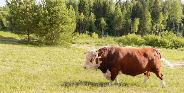 O grande touro ergueu-se majestosamente em um prado exuberante