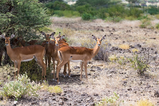 O grant gazelle pasta na vastidão da savana queniana