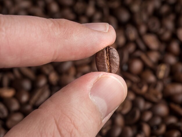 O grão de café torrado é segurado entre os dedos. Gráfico macro.