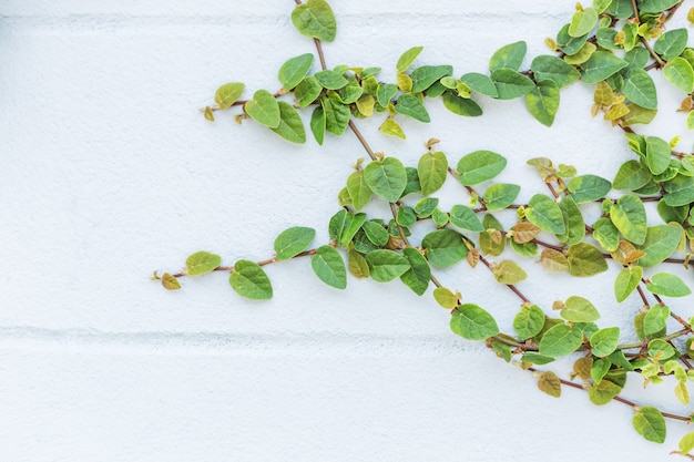 O Green Creeper Plant em uma parede cria um fundo bonito. espaço livre para texto.