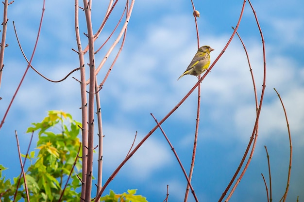 O greenfinch chloris chloris é um pequeno pássaro canoro empoleirado em um galho