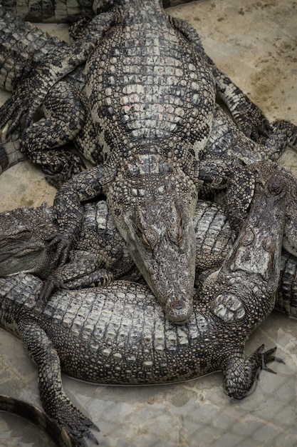 O grupo de crocodilo dormindo