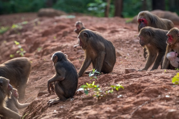 Foto o grupo de macaque de cauda de coto, macaco (macaca arctoides) come e descansa durante uma noite ensolarada e tranquila na província de phetchaburi, área de caça de khao kapook khao tormoor, tailândia