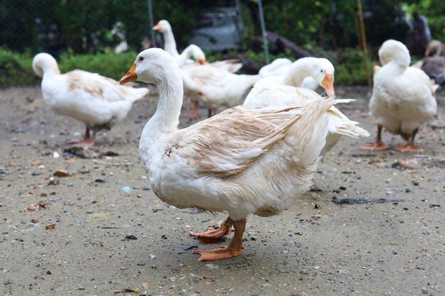 O grupo ganso comendo comida no jardim na tailândia