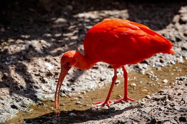 O guar vermelho é uma ave pelecaniforme da família Threskiornithidae