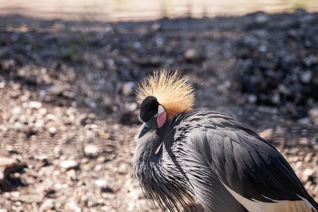 Foto o guindaste coroado africano balearica regulorum tem uma coroa dourada e penas cinzentas