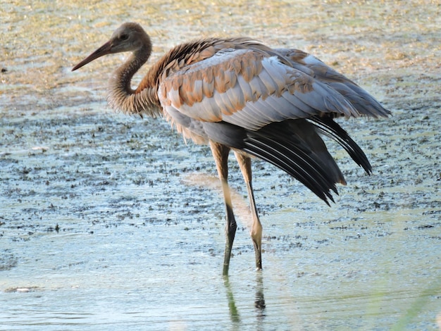 O guindaste de areia em águas rasas na costa do lago