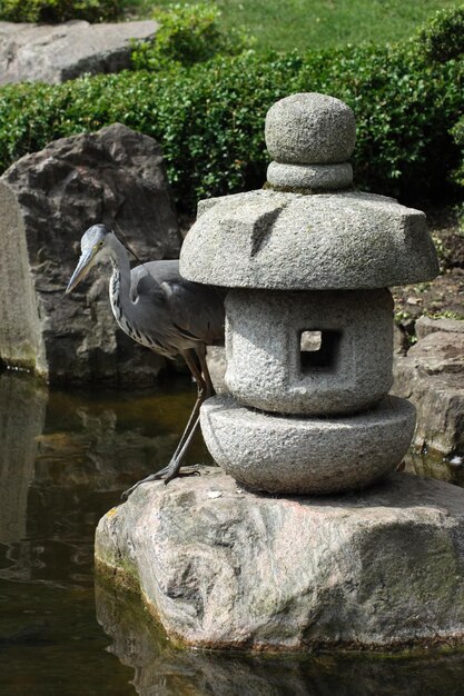 O guindaste esperando por um peixe no jardim de Kyoto em Holland Park, Londres