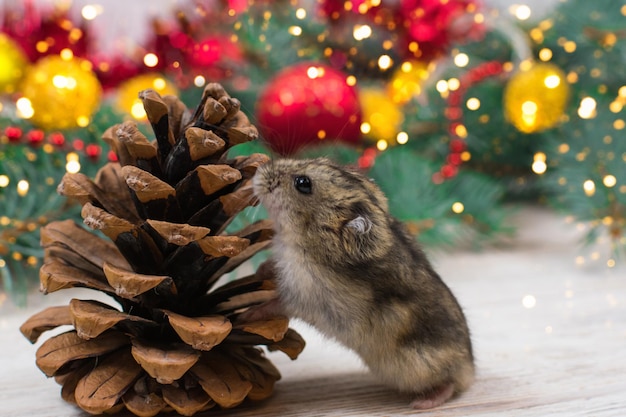 O hamster Dzungarian cheira um cone de abeto no contexto de uma árvore de Ano Novo, humor de Ano Novo, cartão de Ano Novo