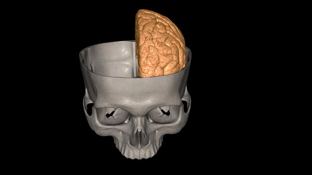 Foto o hemisfério cerebral esquerdo controla o movimento do lado direito do corpo