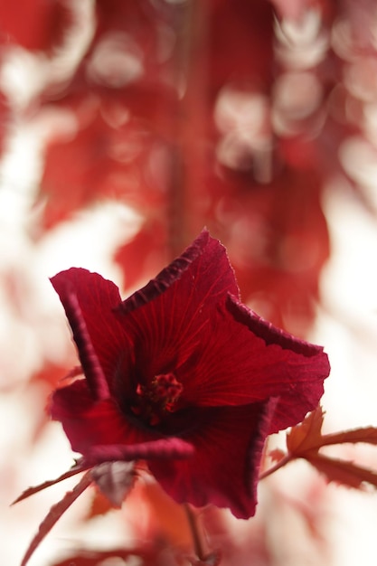 Foto o hibisco red cranberry está florescendo no jardim 1