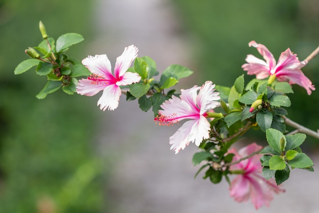 O hibiscus do rosa do foco seletivo floresce a flor no jardim.