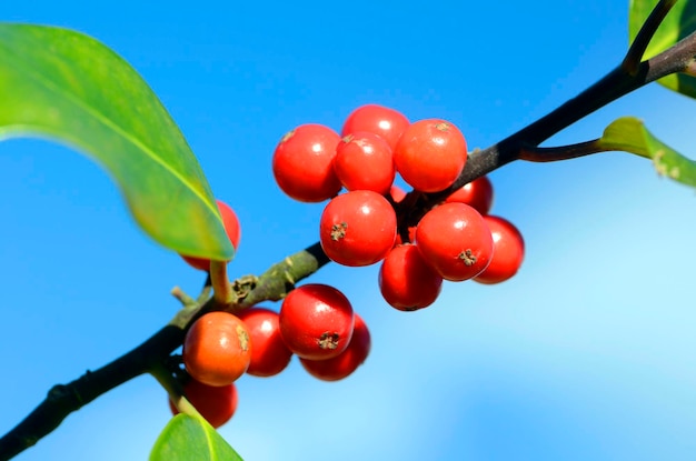 O Holly frutifica Ilex aquifolium no outono