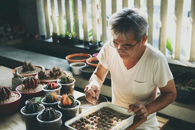 O homem asiático propagou o cacto do gymnocalycium na estufa