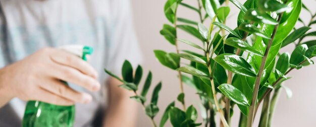 O homem cuida da planta de casa e a pulveriza Formato de banner do conceito de jardinagem de foco suave