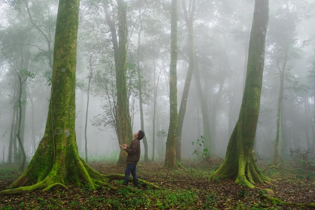 O homem explora a árvore da natureza na floresta