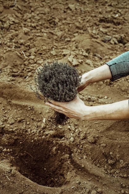 Foto o homem planta um arbusto no jardim e mantém um buraco para plantar no chão na primavera 1