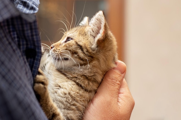 O homem segura um gatinho pequeno em seus braços e o abraça