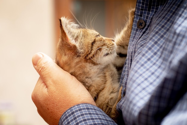 O homem segura um gatinho pequeno em seus braços e o abraça