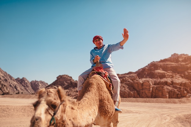 O homem sênior monta um camelo no deserto por montanhas de Sinai.