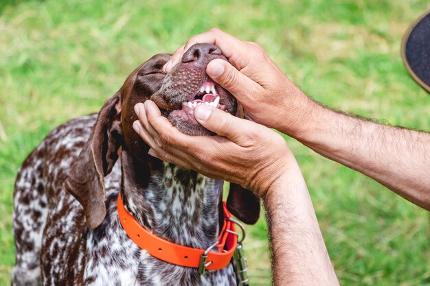 O homem verifica o estado dos dentes do cão de ponta alemã de pêlo curto na exposição de cães