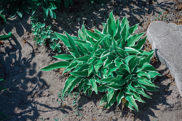 O hospedeiro da flor cresce no solo plantas com flores hospedeiro hospedeiro variegado