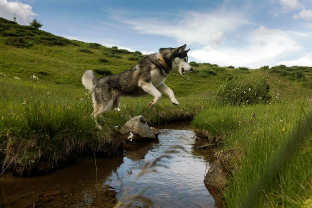 O husky siberiano pulando sobre o rio alerta ativo e cão gentil