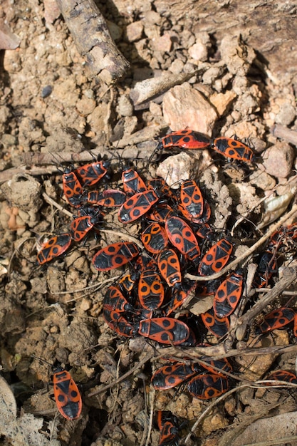 O incendiário Pyrrhocoris apterus