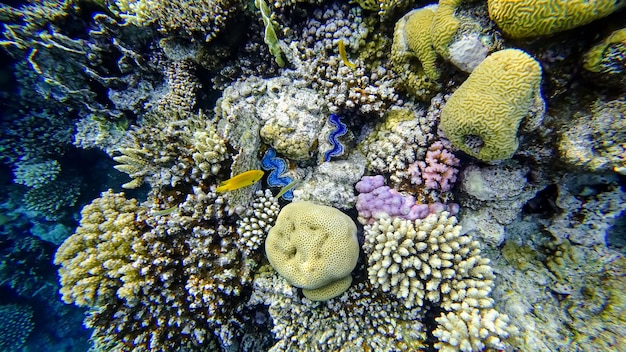 O incrível mundo da área de água subaquática do mar vermelho com muitos recifes de coral